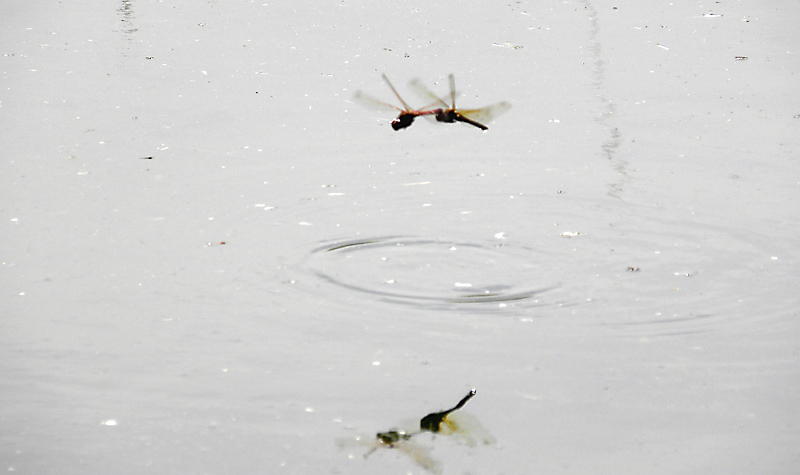 �^�C���N�A�J�l