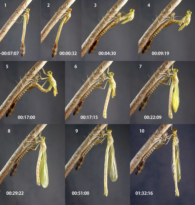 �A�I�C�g�g���{�̉H��