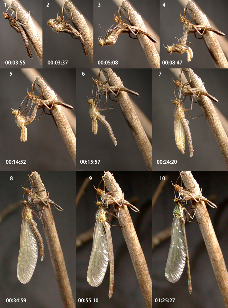 �A�T�q�i�J���g���{�̉H��