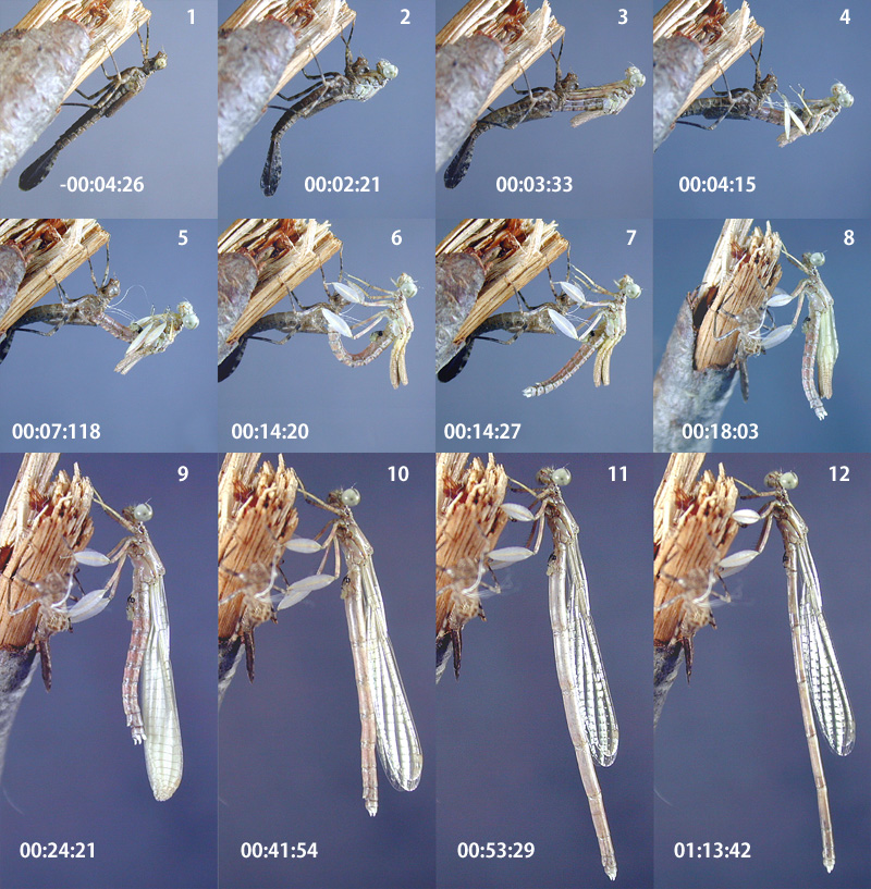 �O���o�C�g���{�̉H��