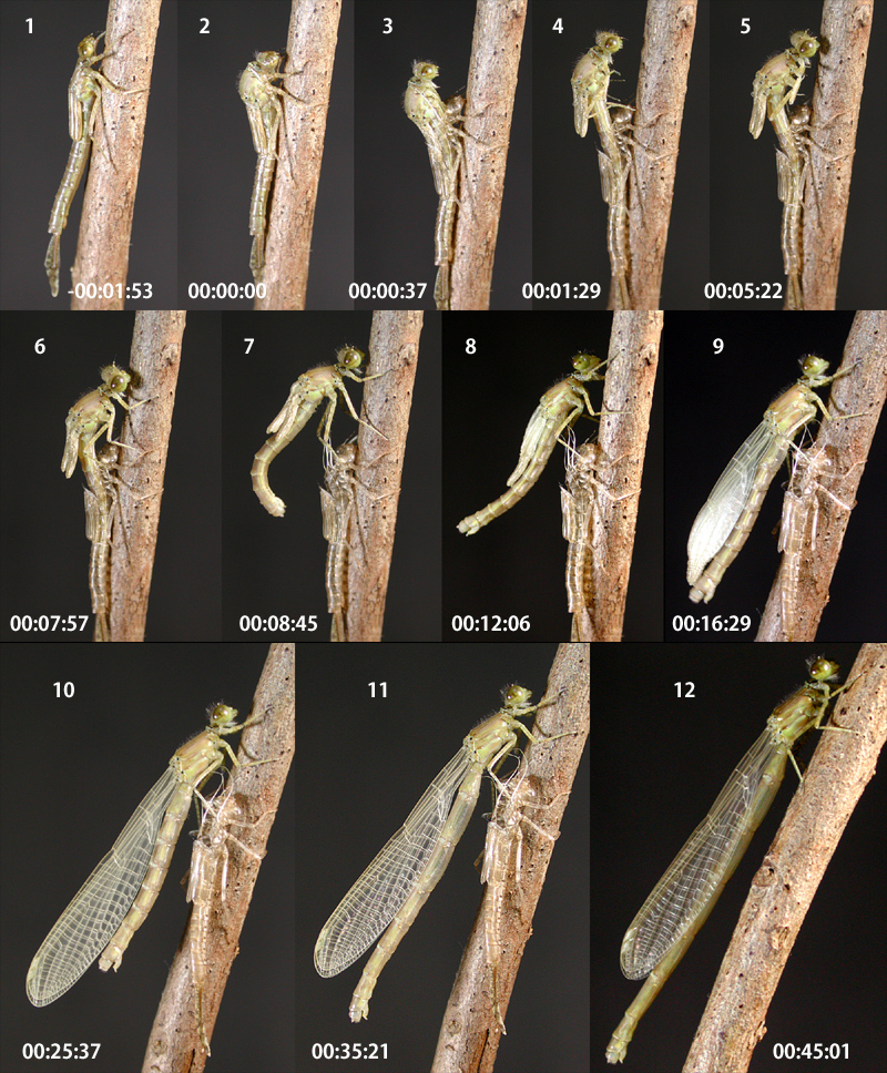 �N���C�g�g���{�̉H��