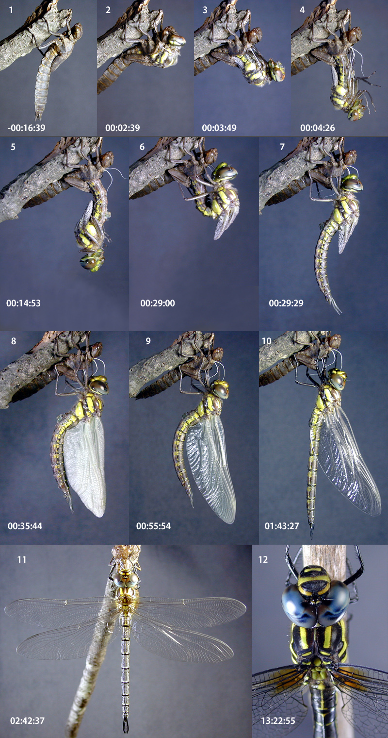 �l�A�J���V�����}�̉H��