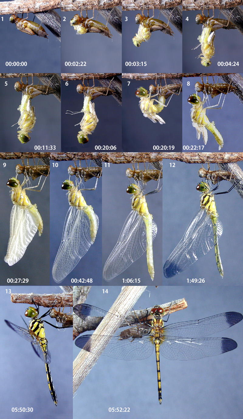 �m�V���g���{�̉H��