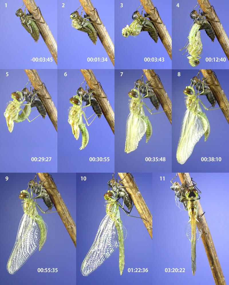 �X�i�A�J�l�̉H��