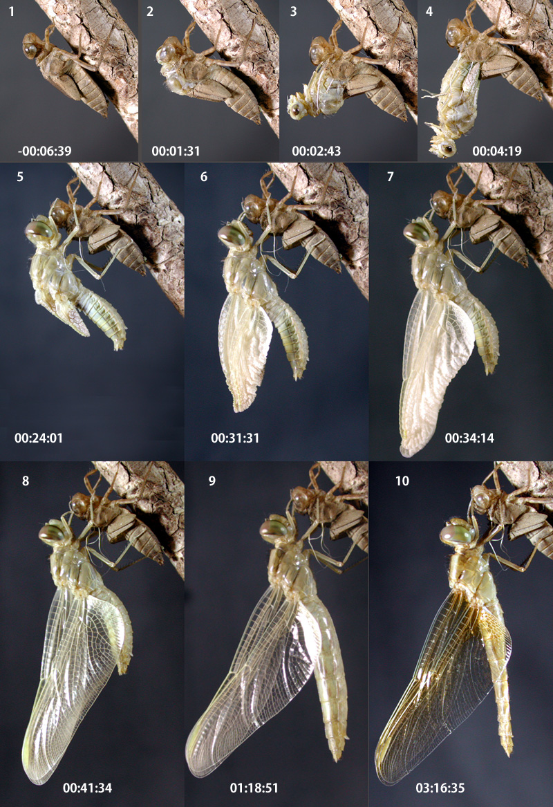 �V���E�W���E�g���{�̉H��