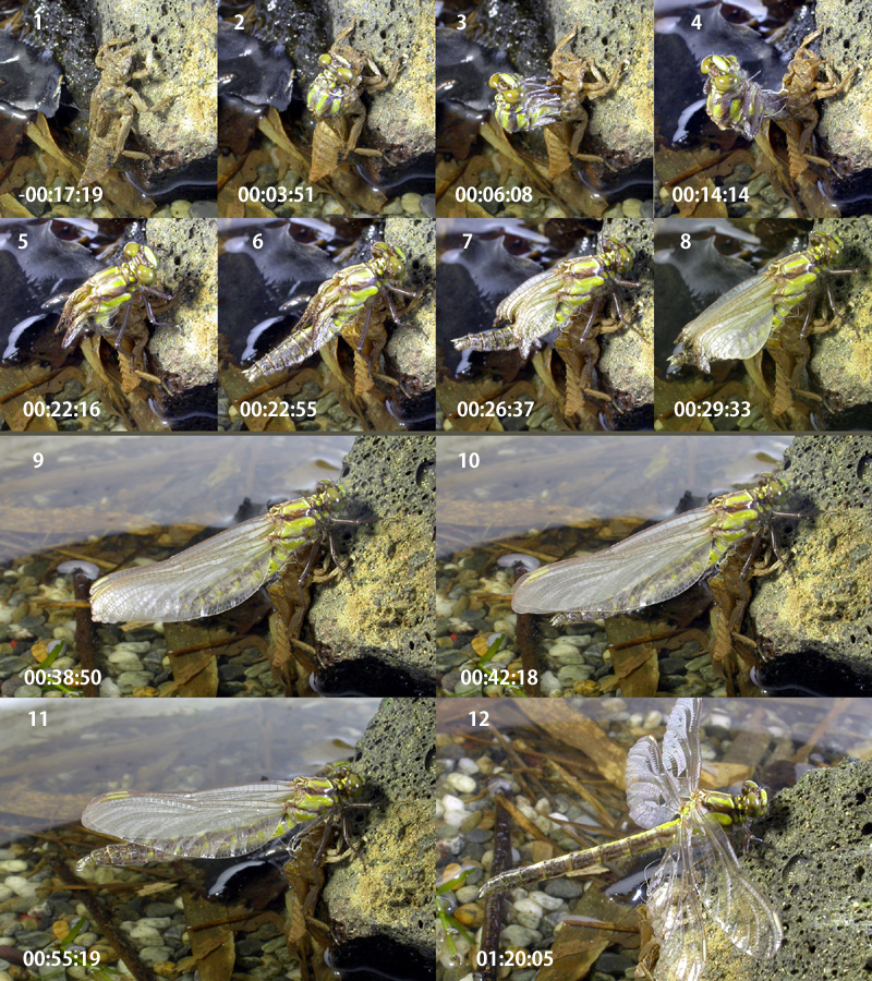 �^�x�T�i�G�̉H��