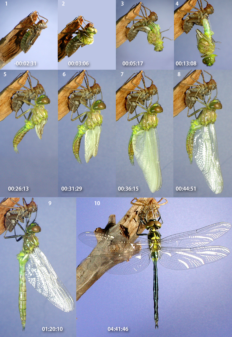 �^�J�l�g���{�̉H��