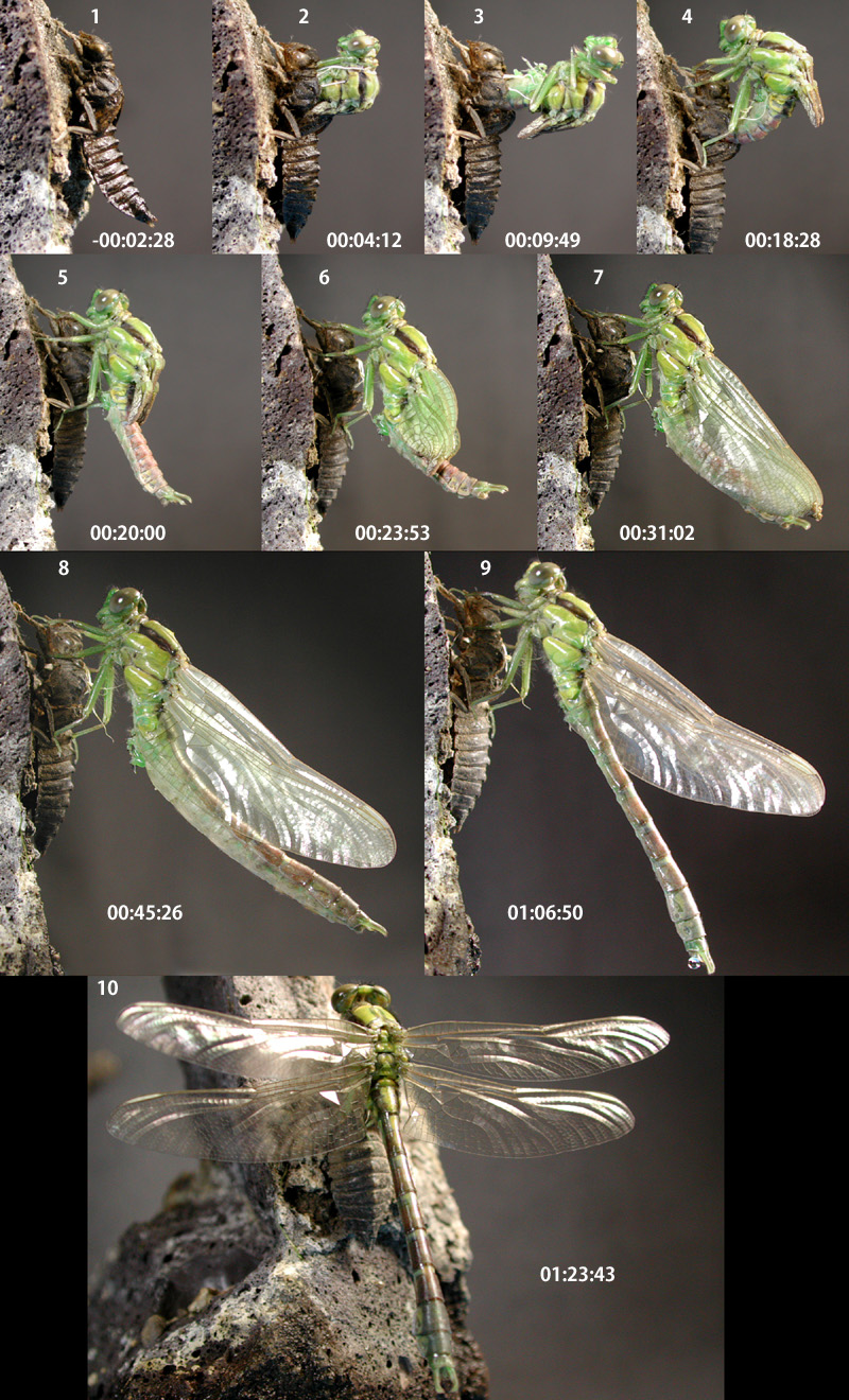 �A�I�T�i�G�̉H��