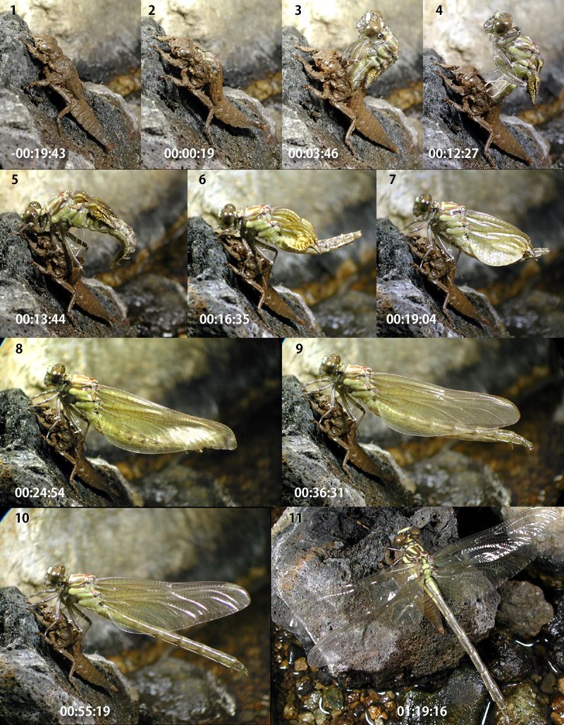 �L�C���T�i�G�̉H��