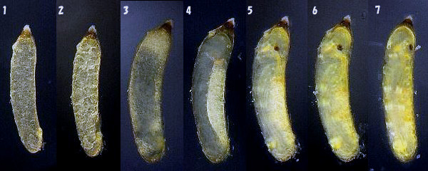 �q�k�}�C�g�g���{�̗��̕ω�