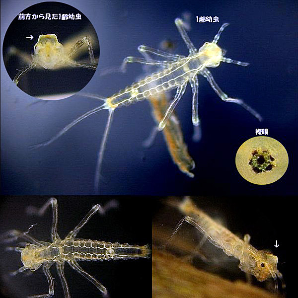 �q�k�}�C�g�g���{��1��c����