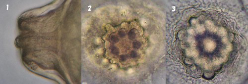 �L�C���T�i�G�̗���[�ˋN����