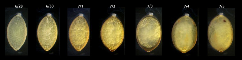 �L�C���T�i�G�̗��̕ω�