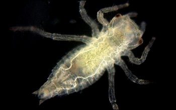 �L�C���T�i�G��1��c��