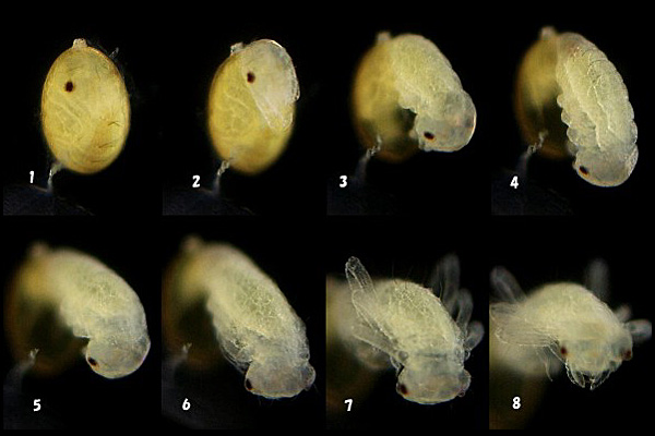 �L�C���T�i�G�̛z��