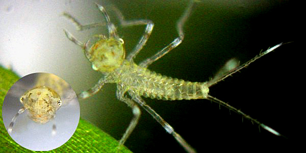 �L�C�g�g���{��1��c��