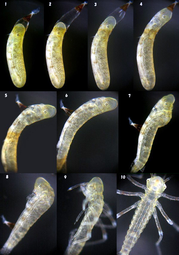 �L�C�g�g���{�̛z��