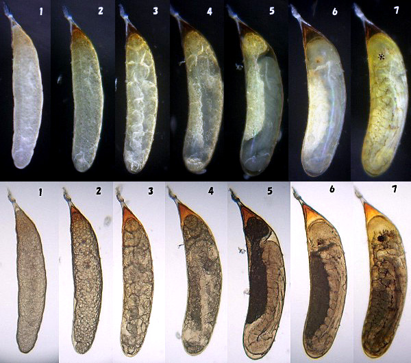 �L�C�g�g���{�̗��̕ω�