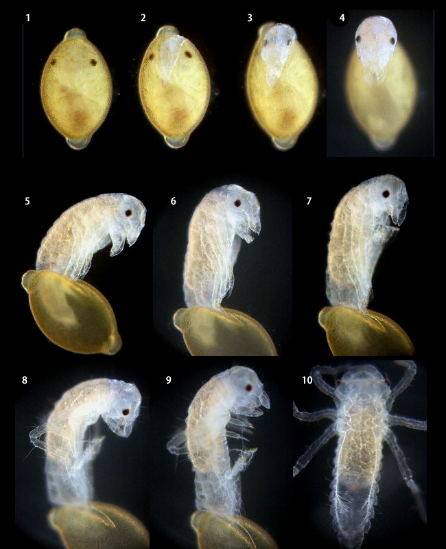 �R�I�j�����}�̛z��