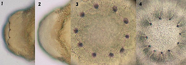 �R�I�j�����}�̗��̐�[��