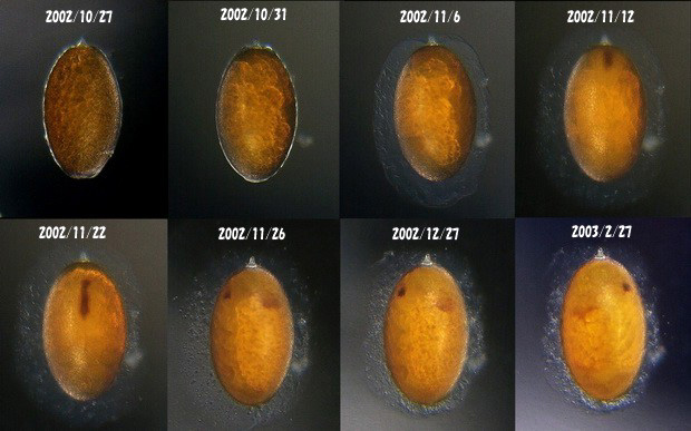 �^�C���N�A�L�A�J�l�̗��̕ω�