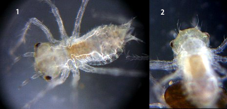 �^�C���N�A�L�A�J�l��1��c��