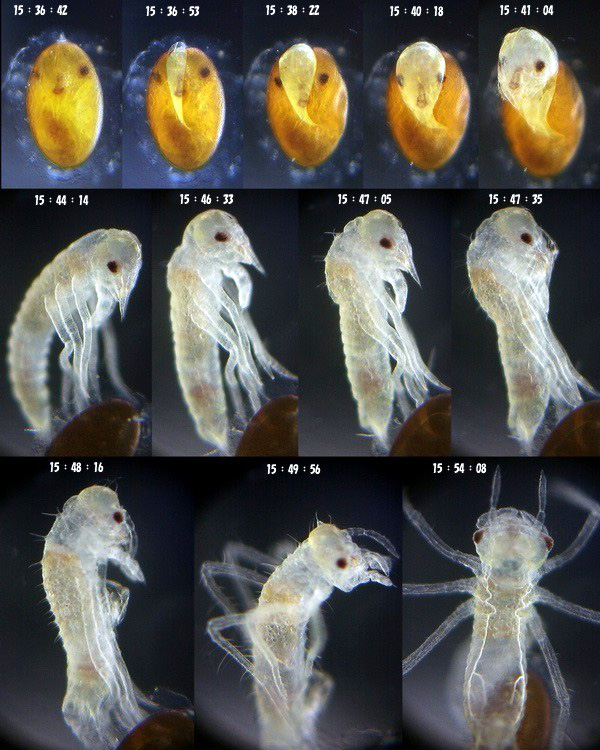 �^�C���N�A�L�A�J�l�̛z��