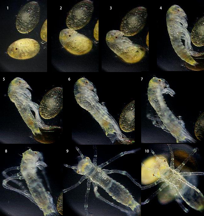 �`���E�g���{�̛z��