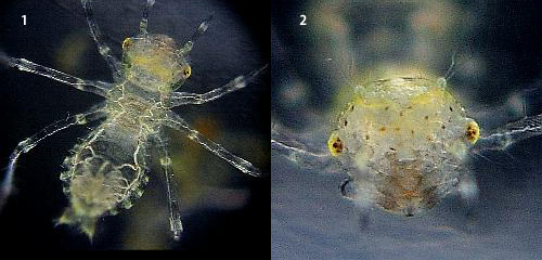 �`���E�g���{1��c��