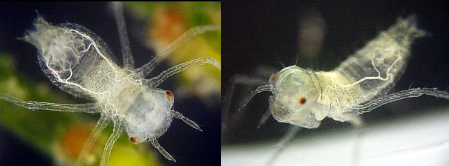 �E�X�o�L�g���{��1��c��