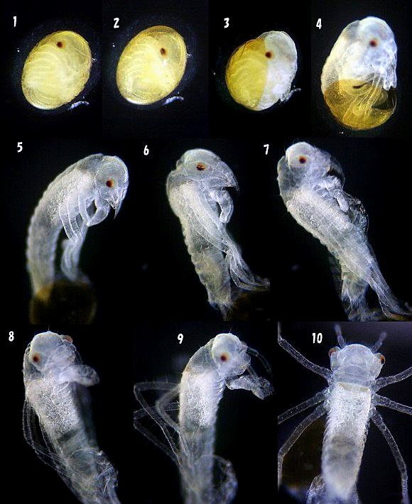 �E�X�o�L�g���{�̛z��