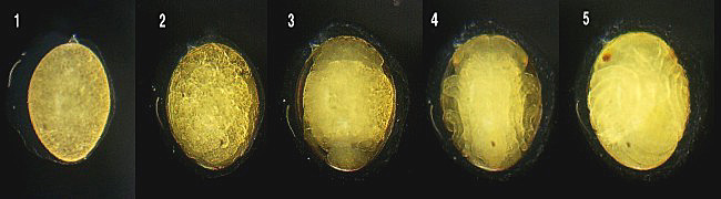 �E�X�o�L�g���{�̗��̕ω�