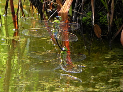 �M�������}�̎Y��