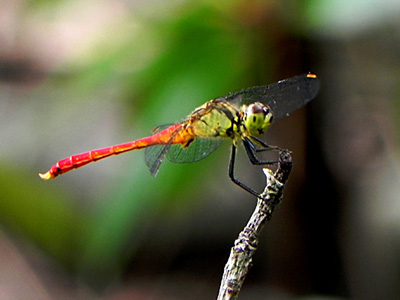 �}���^�e�A�J�l��