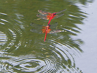 �l�L�g���{�Y��