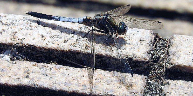 �V�I�J���g���{��