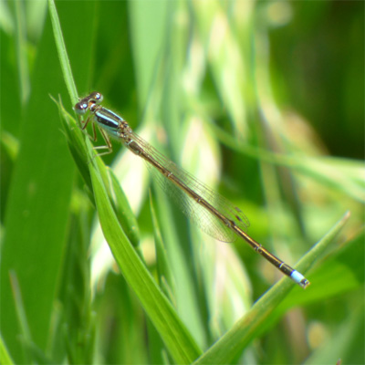 �A�W�A�C�g�g���{��