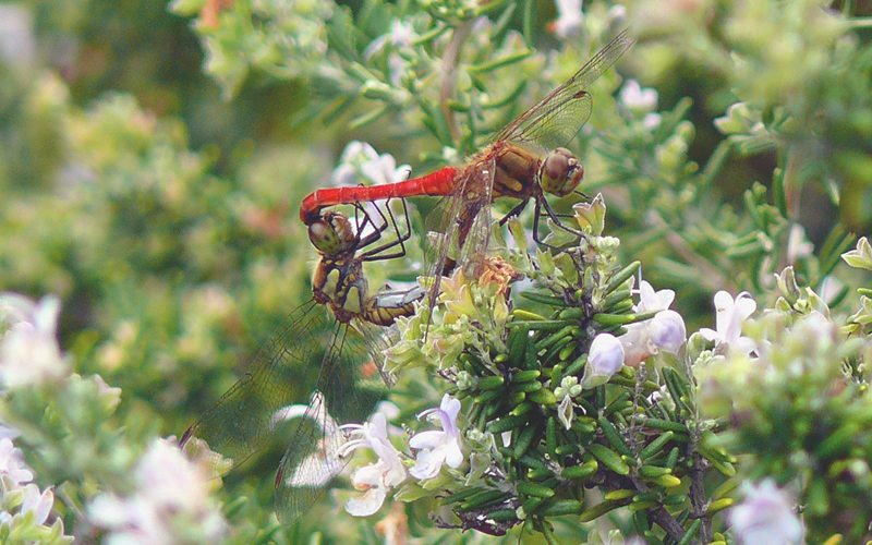 �A�L�A�J�l