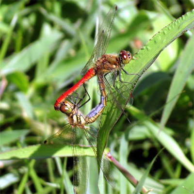 �A�L�A�J�l