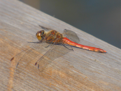 �A�L�A�J�l��