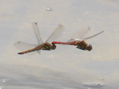 �A�L�A�J�l