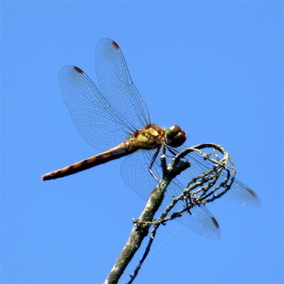 �A�L�A�J�l��