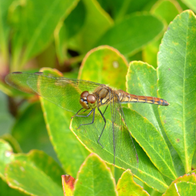 �A�L�A�J�l��