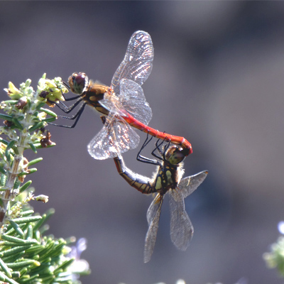 �A�L�A�J�l