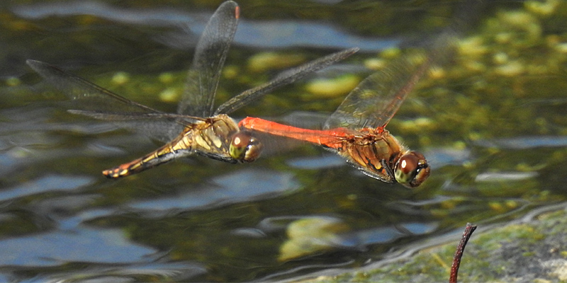 �A�L�A�J�l