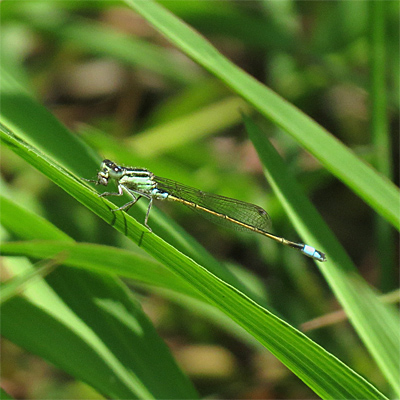 �A�I�����C�g�g���{��