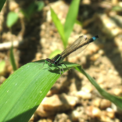 �A�I�����C�g�g���{��