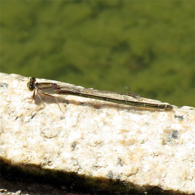 �A�I�����C�g�g���{��