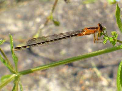 �A�I�����C�g�g���{��