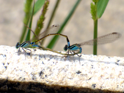 �A�I�����C�g�g���{